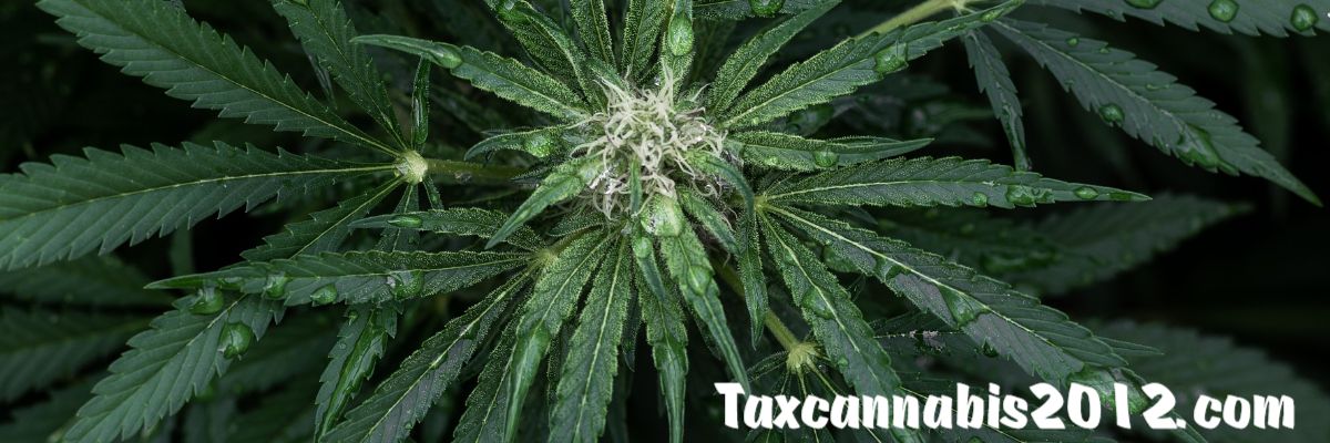 taxcannabis2012.com